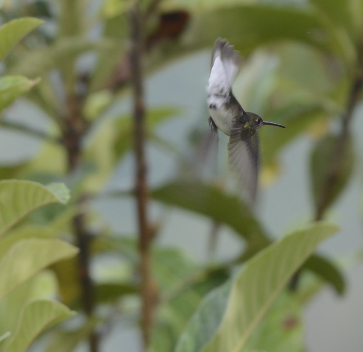kolibřík bělobřichý - ML618124335