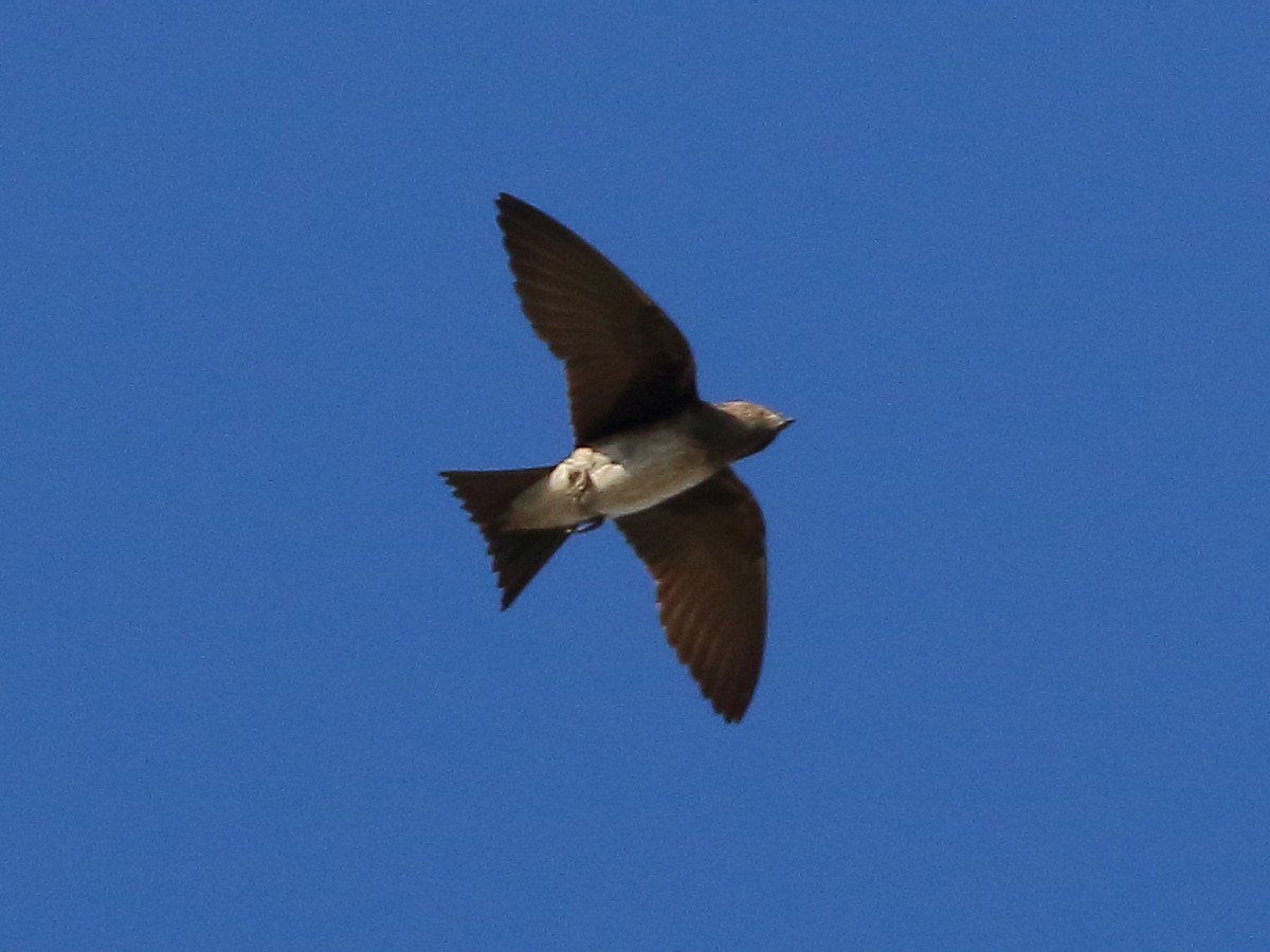 Northern Rough-winged Swallow - ML618124341