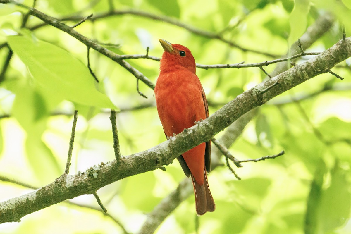 Summer Tanager - Doug Waters