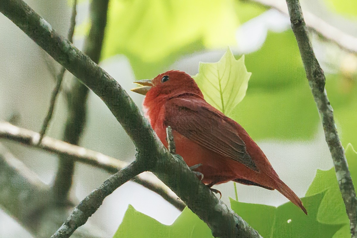 Summer Tanager - Doug Waters