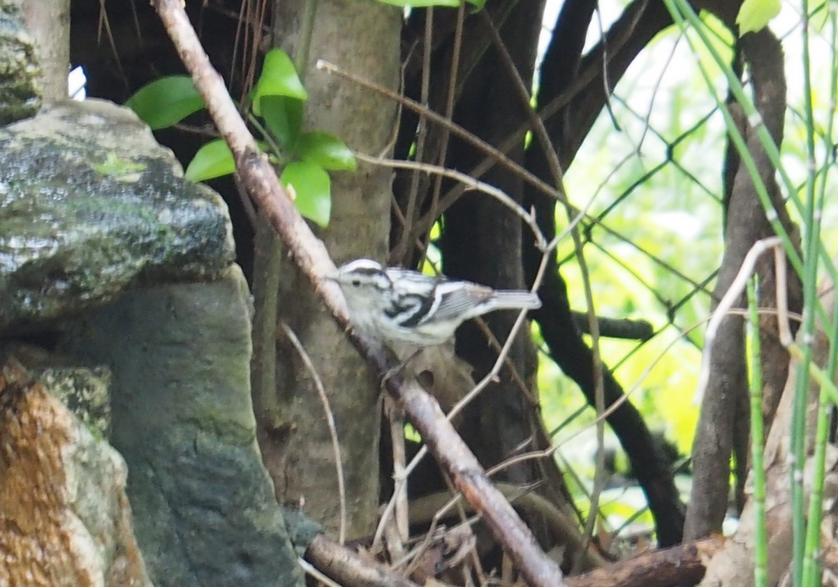 Black-and-white Warbler - Rel Lipscomb