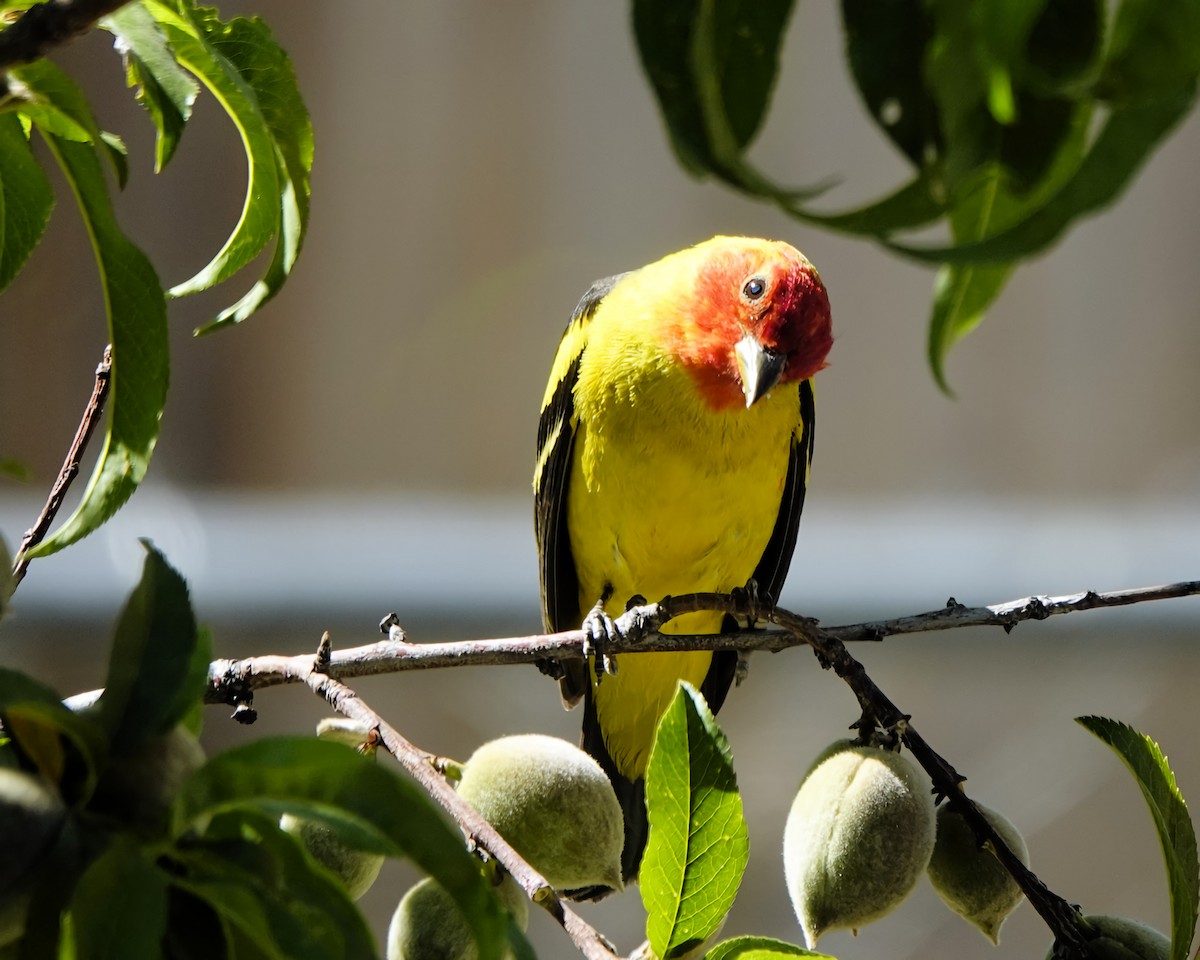 Western Tanager - ML618124403
