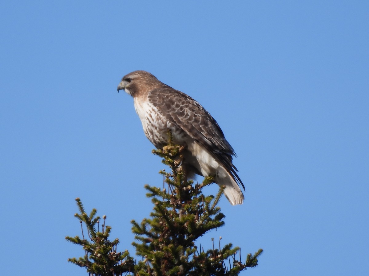 Red-tailed Hawk - Rhonda Langelaan