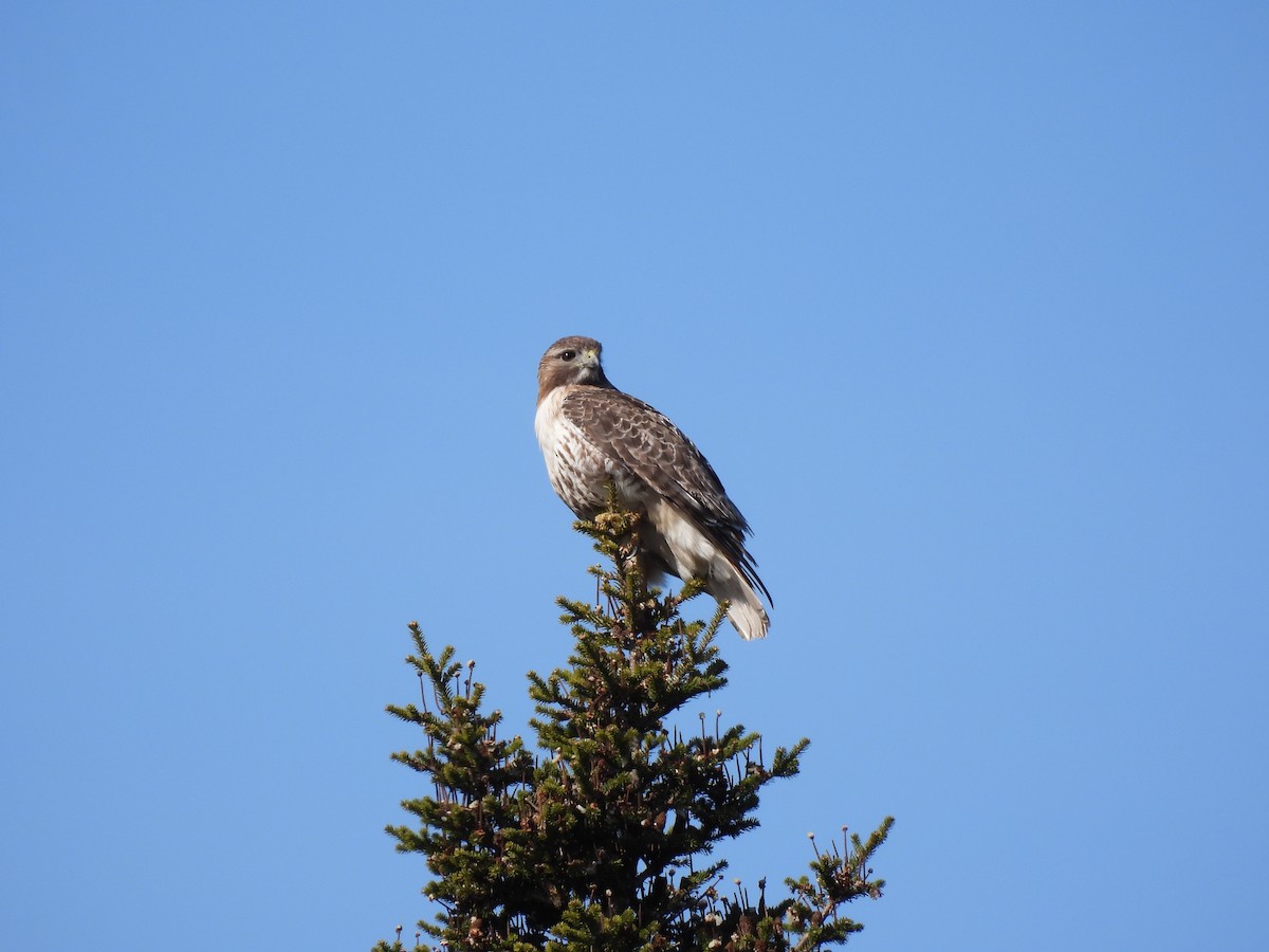 Red-tailed Hawk - Rhonda Langelaan