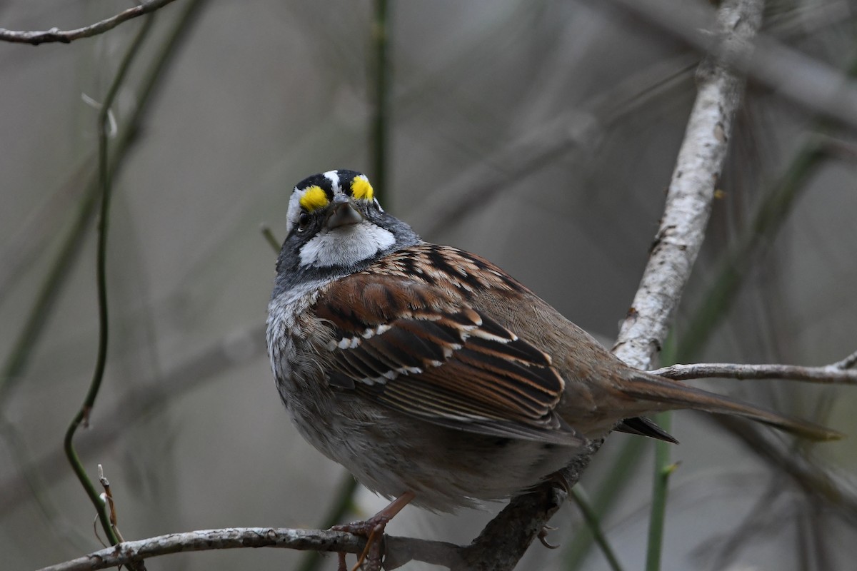 White-throated Sparrow - Dan O'Brien