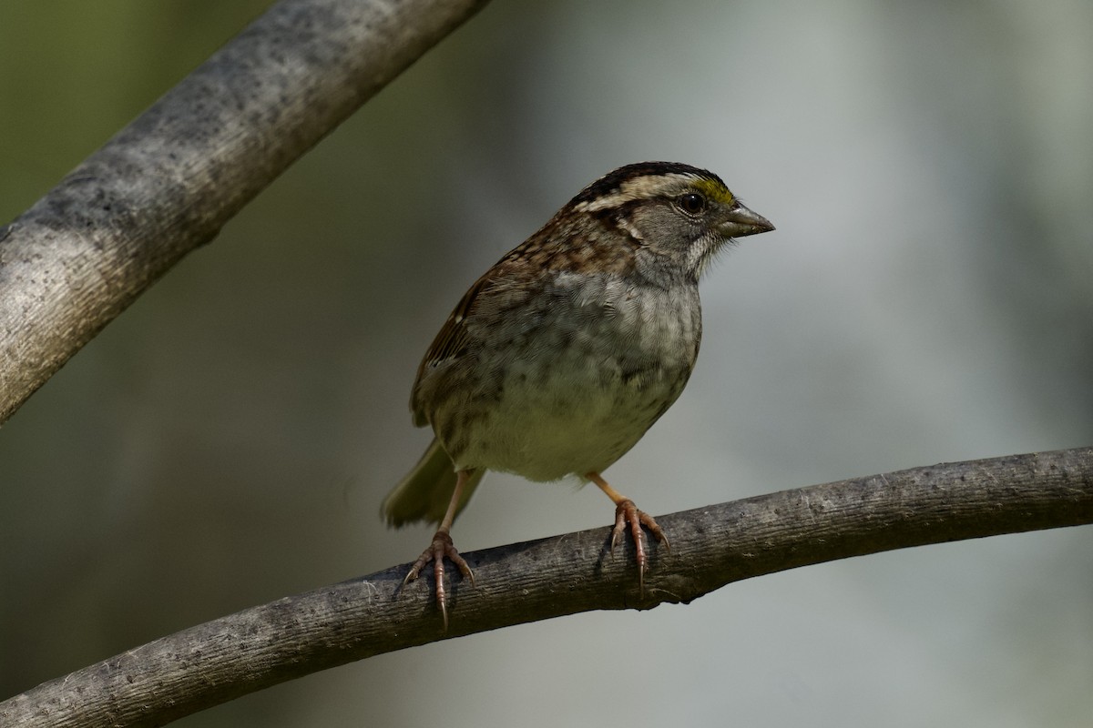 White-throated Sparrow - Miles Ross