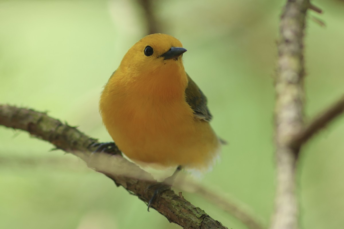 Prothonotary Warbler - ML618124530