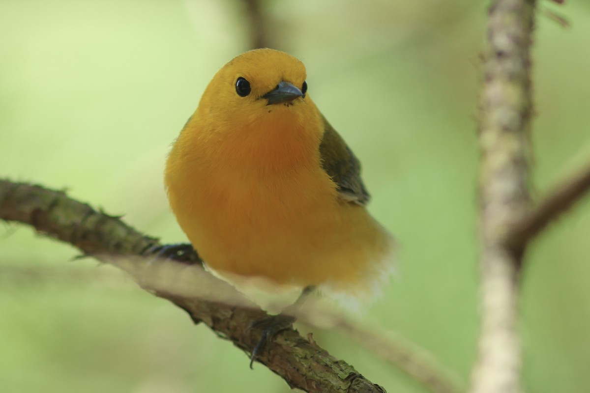 Prothonotary Warbler - ML618124531
