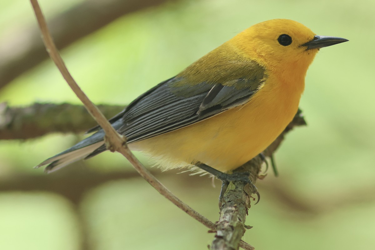 Prothonotary Warbler - ML618124532
