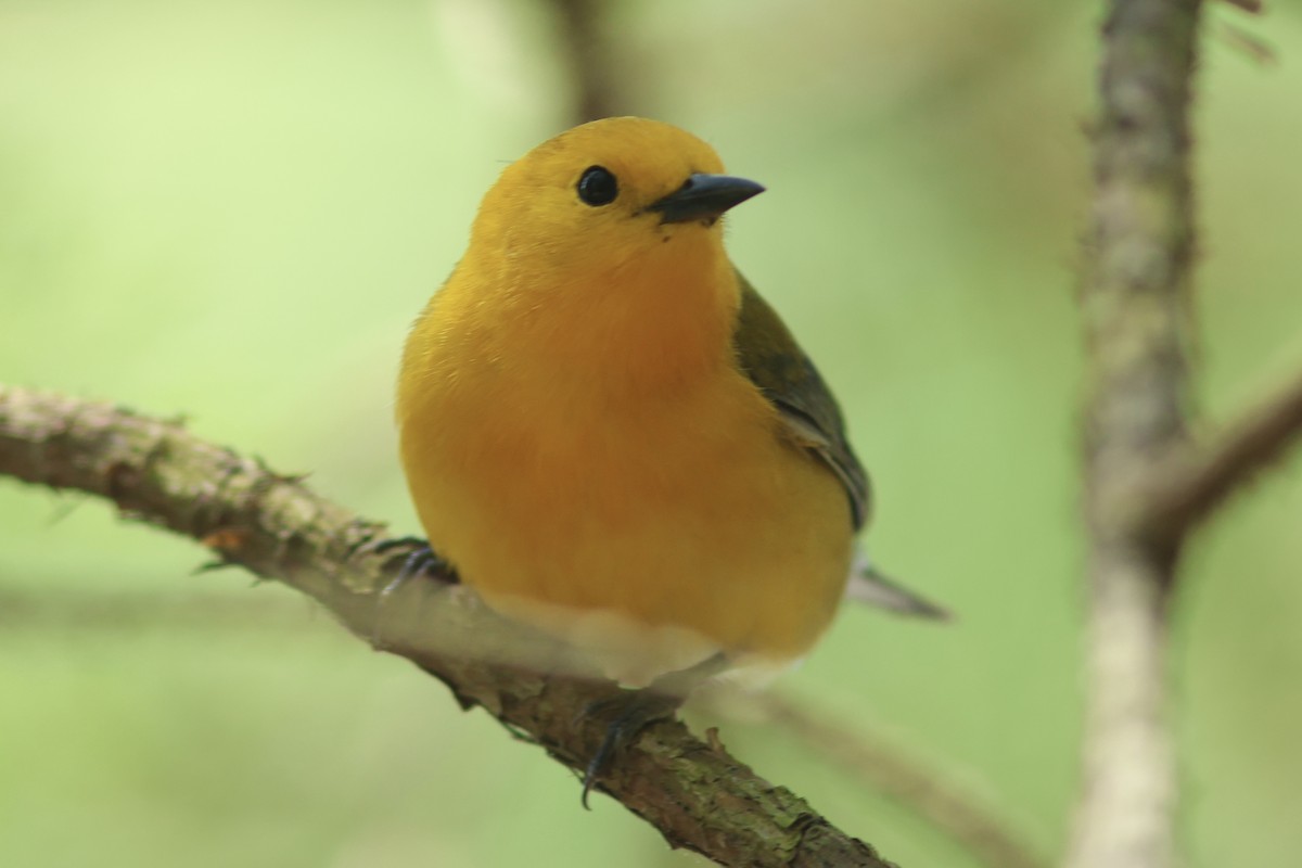 Prothonotary Warbler - ML618124533