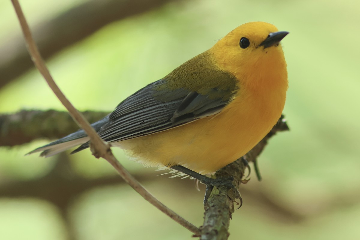 Prothonotary Warbler - ML618124534