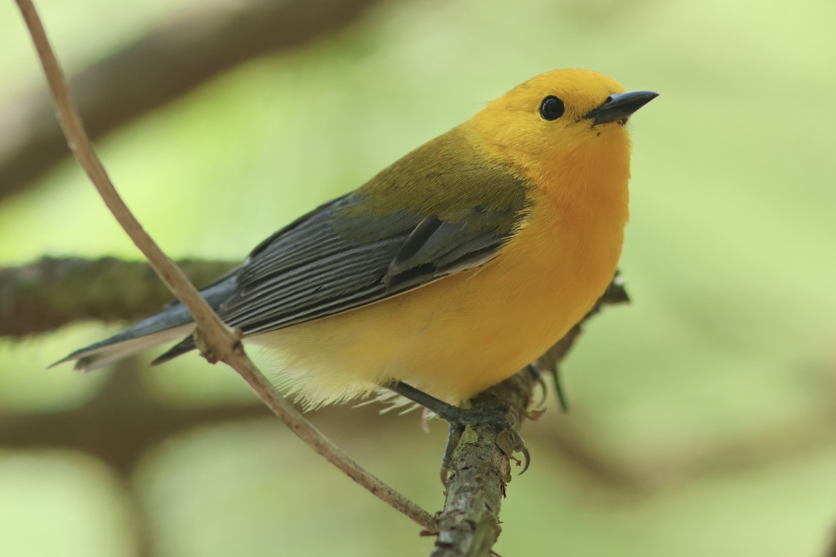 Prothonotary Warbler - ML618124535