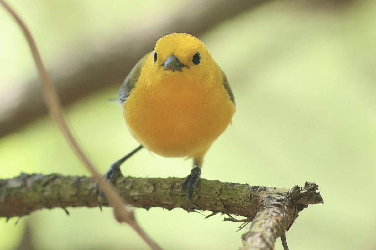 Prothonotary Warbler - ML618124536