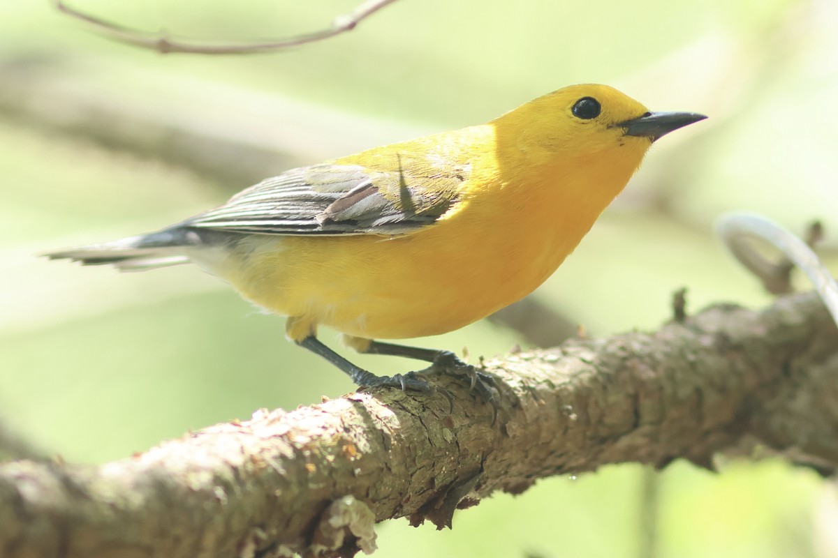 Prothonotary Warbler - ML618124537