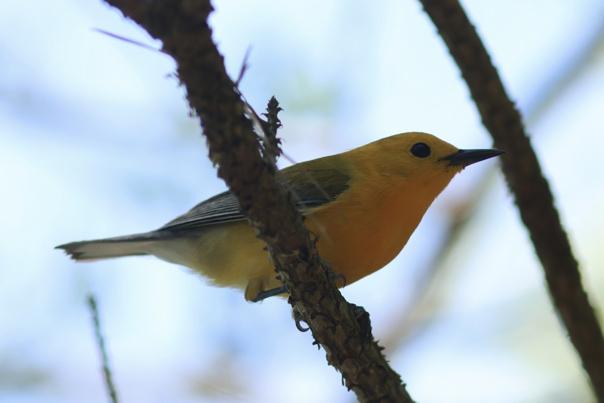 Prothonotary Warbler - ML618124539