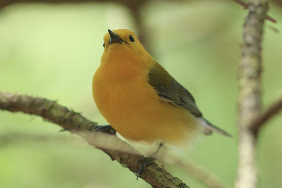 Prothonotary Warbler - ML618124540