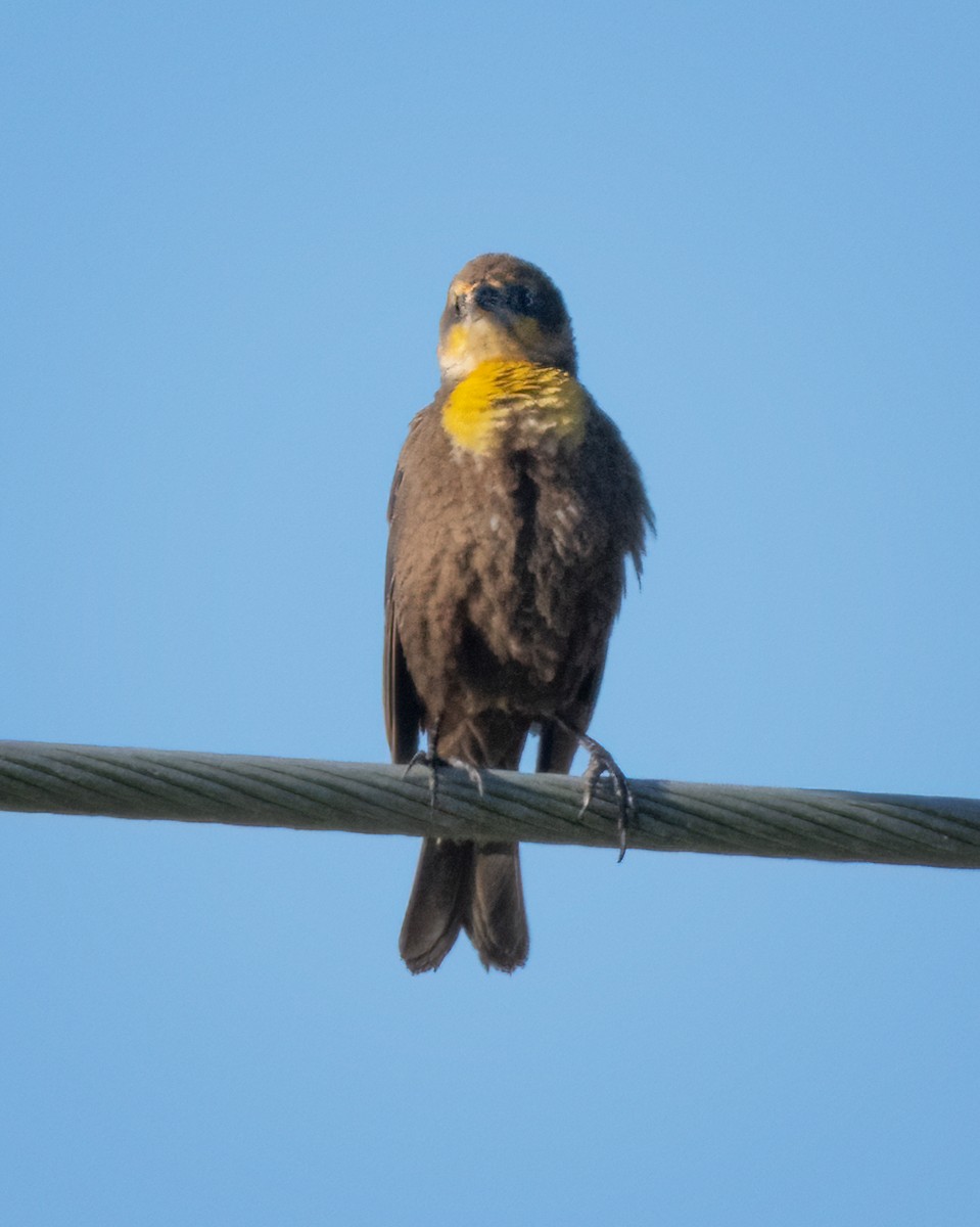 Yellow-headed Blackbird - ML618124541
