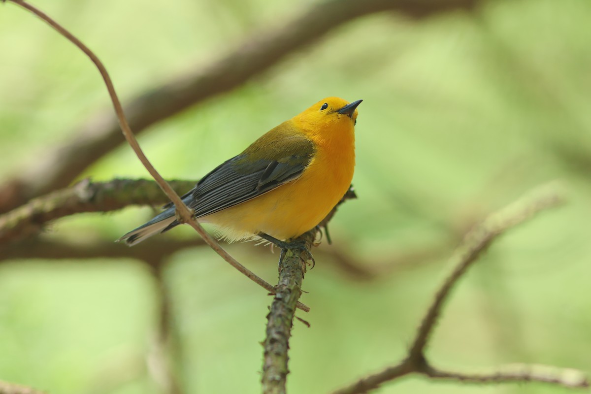 Prothonotary Warbler - Vikas Madhav Nagarajan