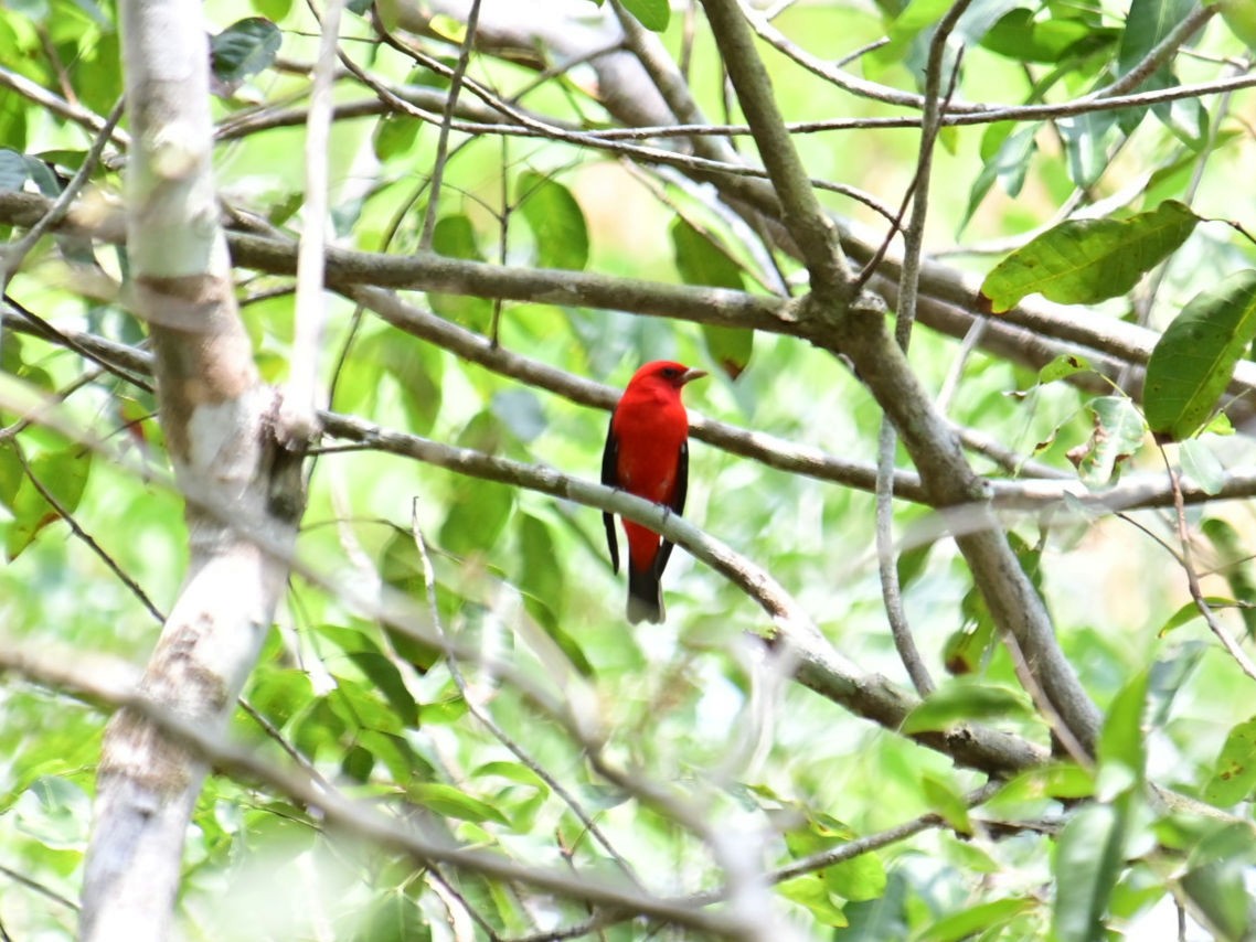 Scarlet Tanager - ML618124566