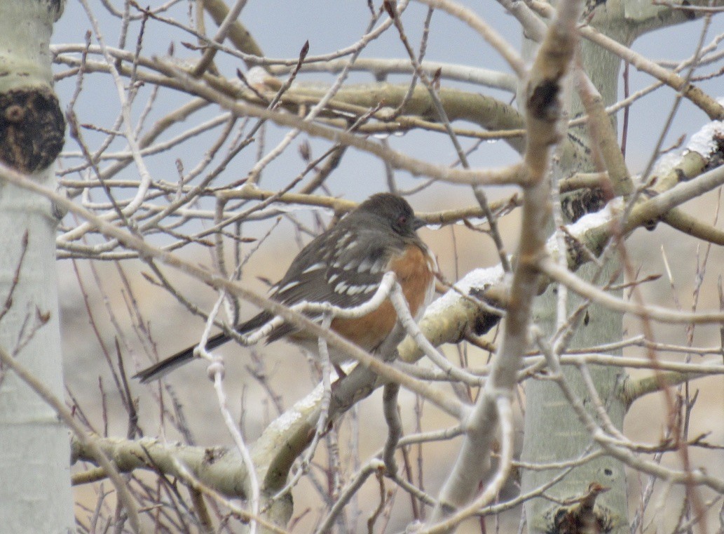 Spotted Towhee - Laurel Armstrong