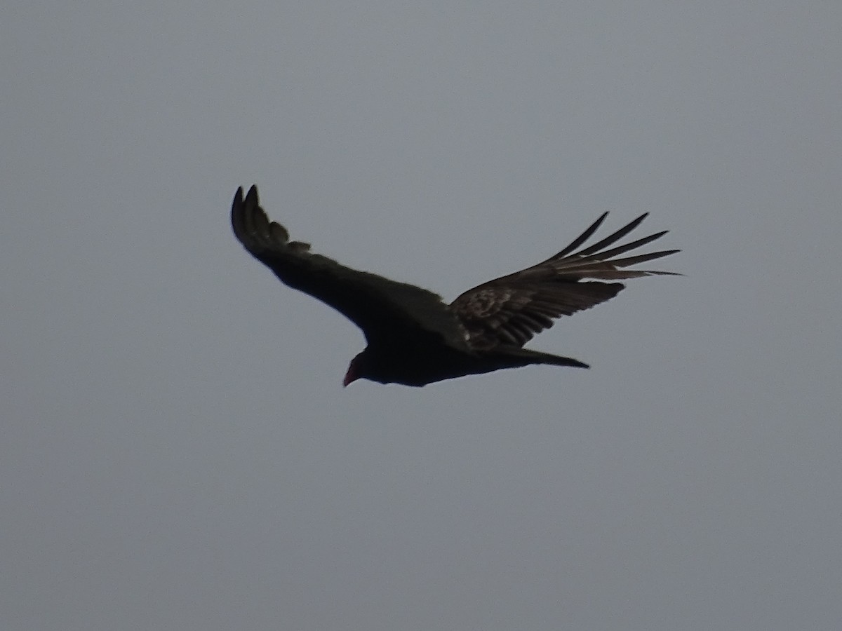 Turkey Vulture - ML618124664