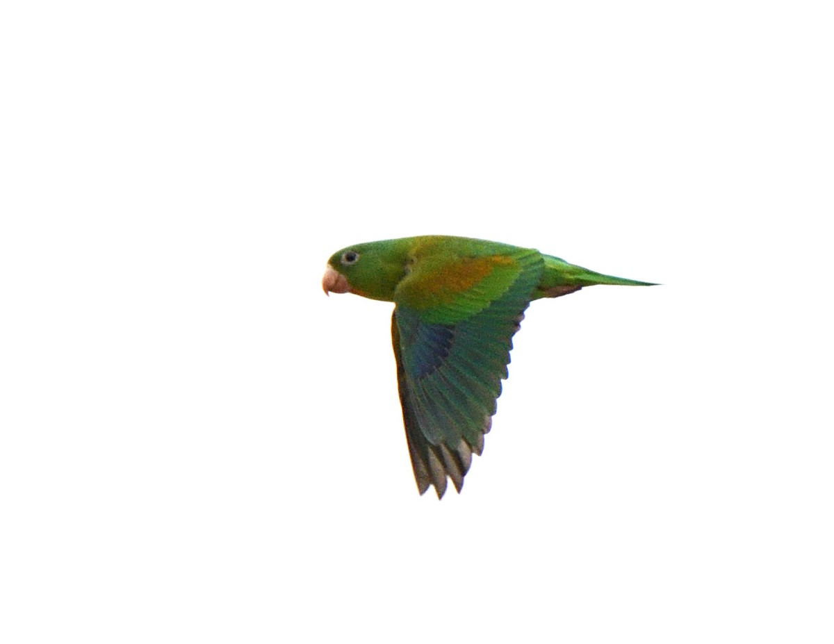 Orange-chinned Parakeet - ML618124724