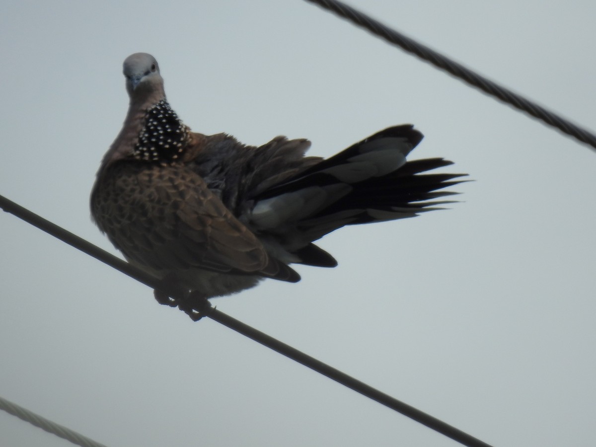 Spotted Dove - ML618124728