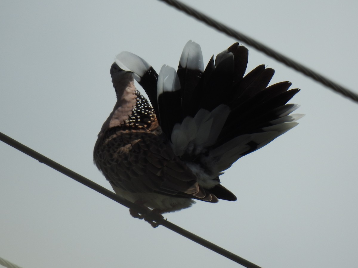 Spotted Dove - ML618124735