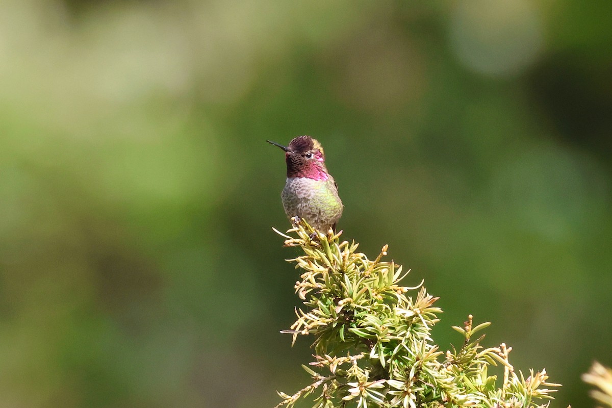 Anna's Hummingbird - ML618124759