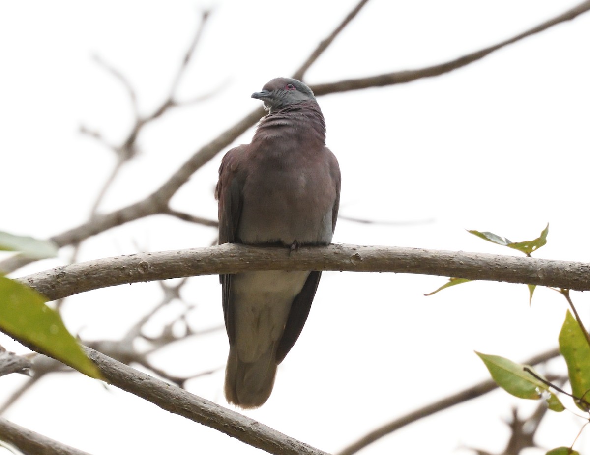 Pale-vented Pigeon - Margaret Hough