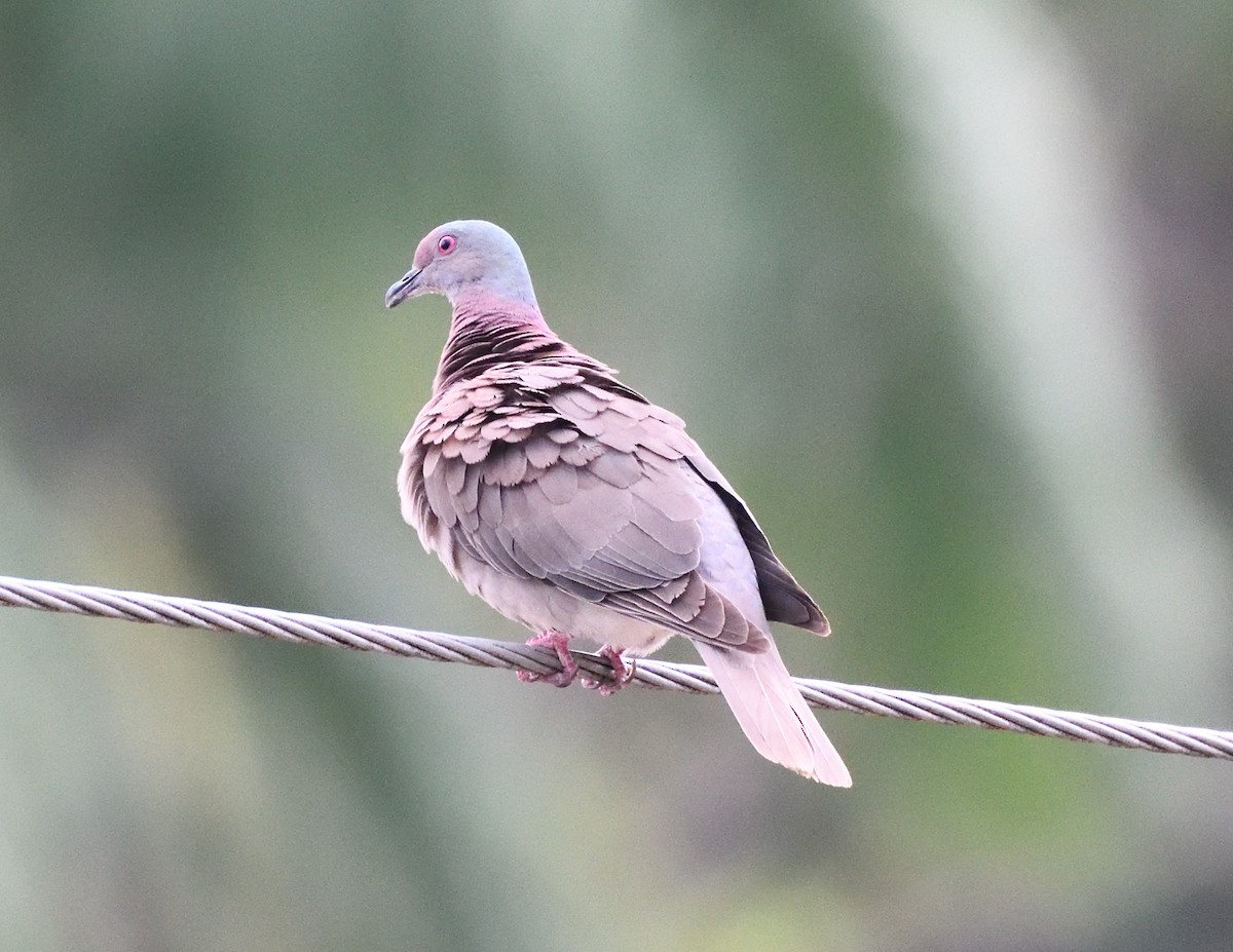 Pale-vented Pigeon - ML618124769