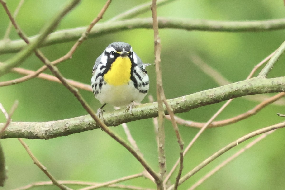 Yellow-throated Warbler (dominica/stoddardi) - Vikas Madhav Nagarajan