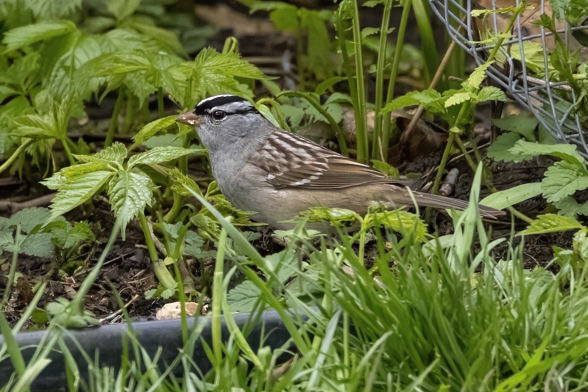 eBird Checklist - 28 Apr 2024 - Swanson Yard - 21 species