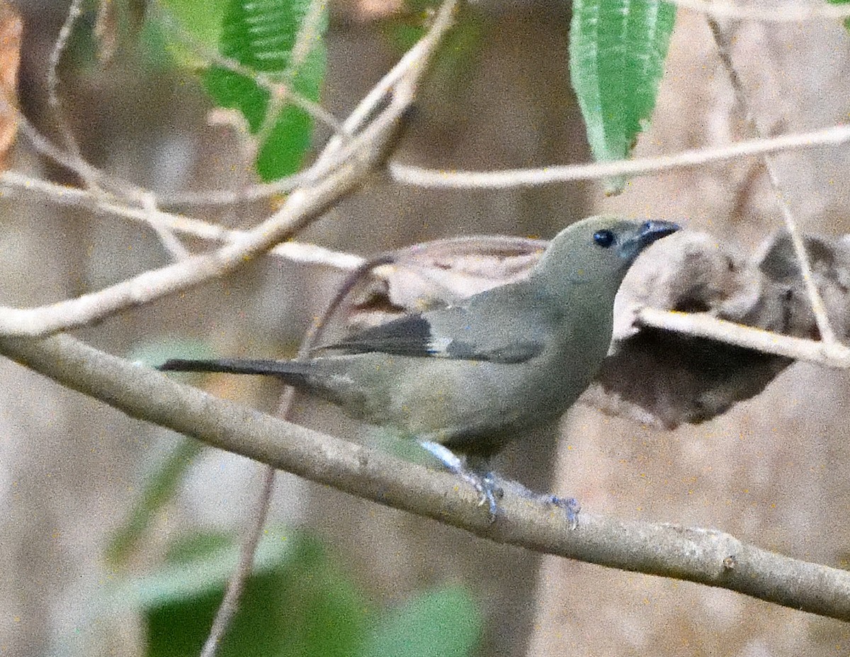 Palm Tanager - Margaret Hough