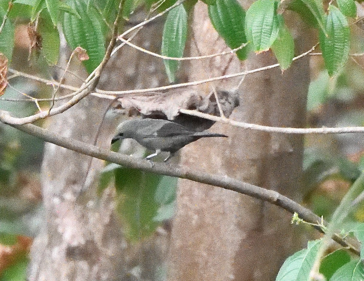 Palm Tanager - Margaret Hough