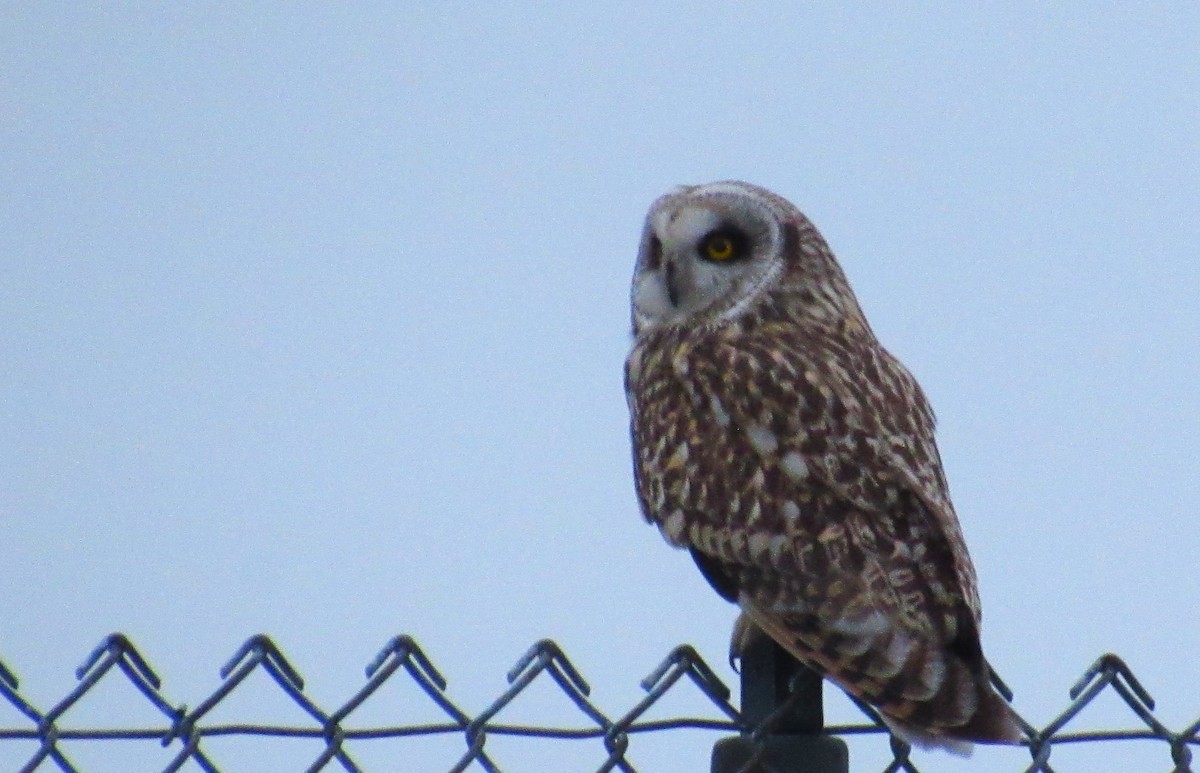 Short-eared Owl - ML618124893