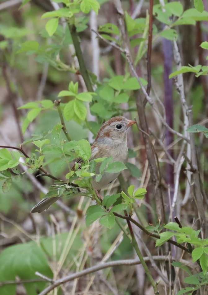 Field Sparrow - Ang Knipple