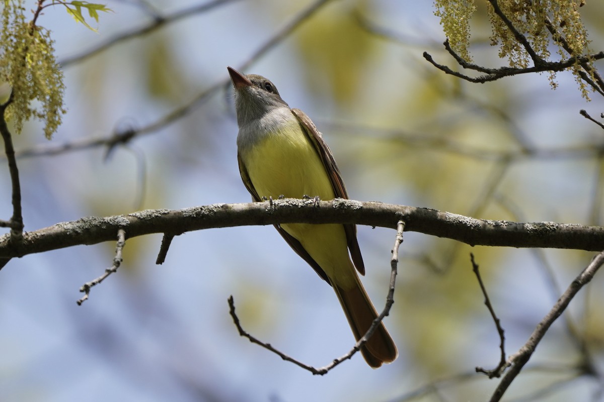 Great Crested Flycatcher - ML618124943