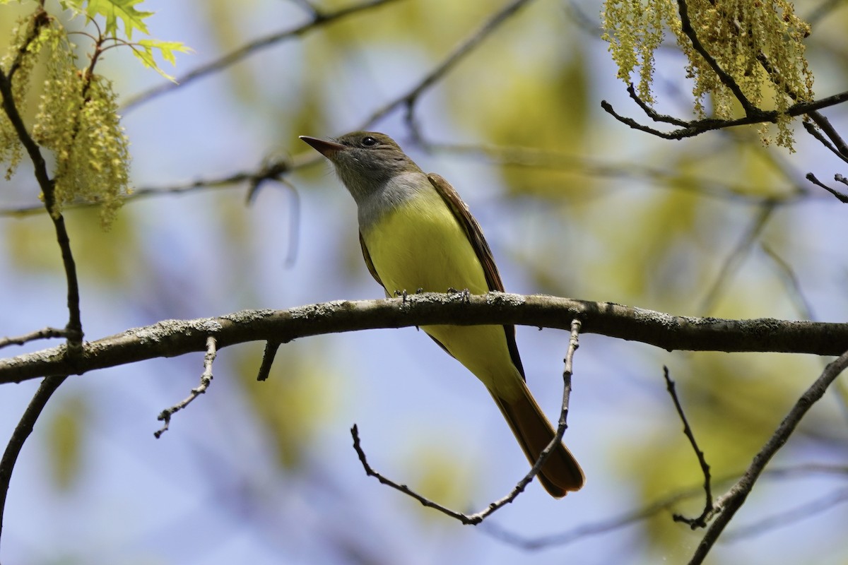 Great Crested Flycatcher - ML618124944