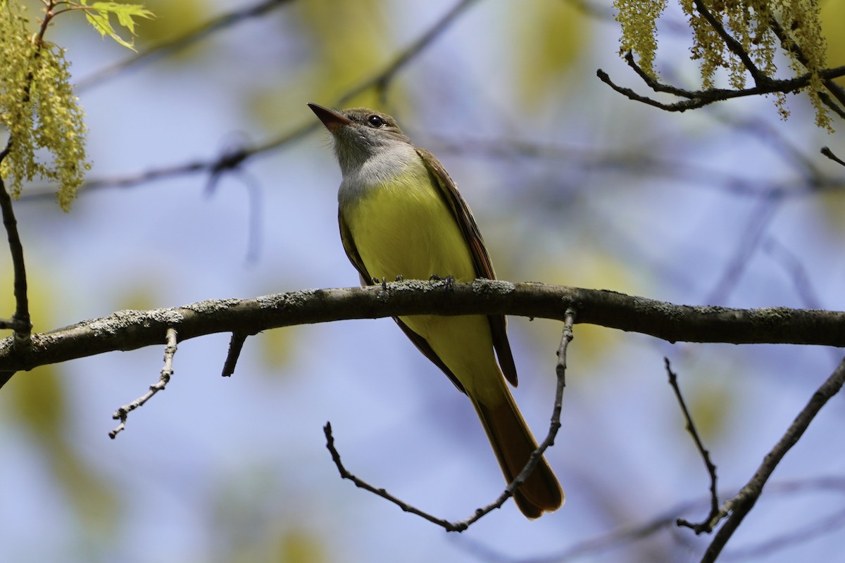 Great Crested Flycatcher - ML618124945