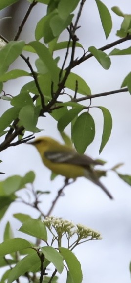 Blue-winged Warbler - Ang Knipple
