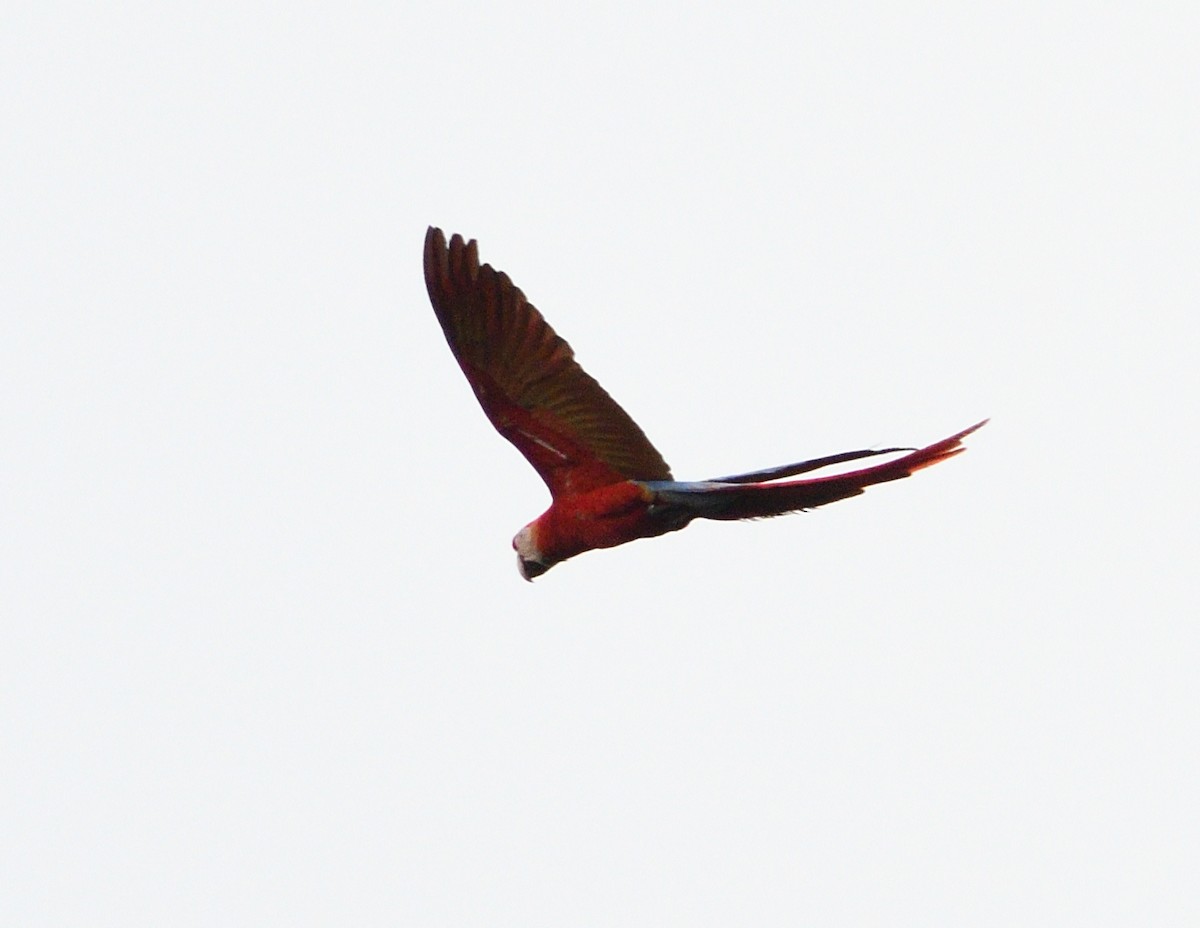 Scarlet Macaw - ML618124960
