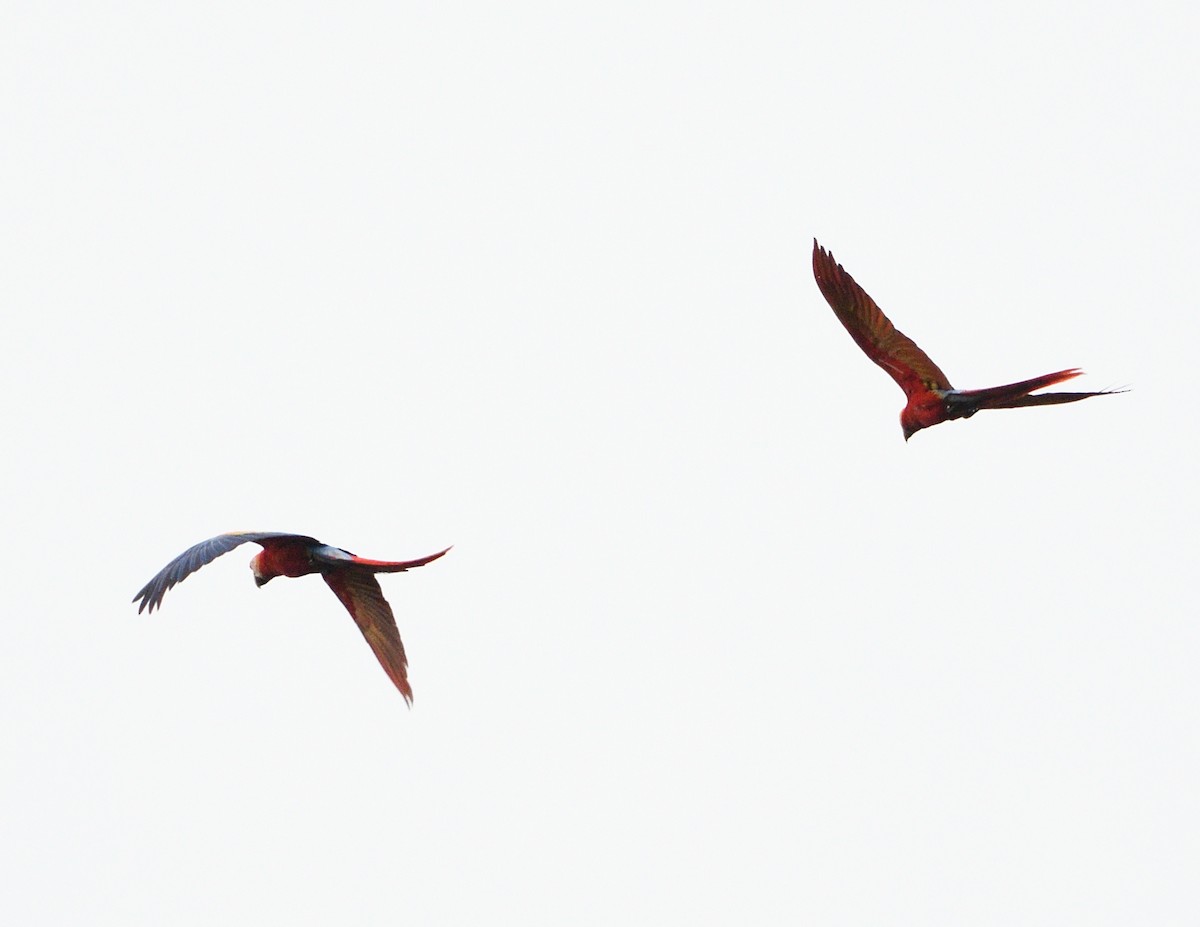 Scarlet Macaw - ML618124961