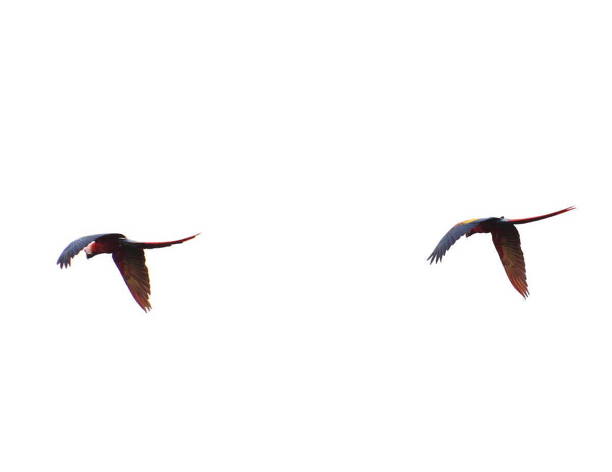 Scarlet Macaw - ML618124962