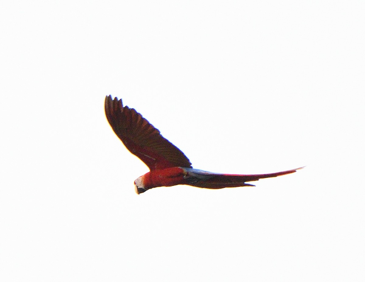 Scarlet Macaw - ML618124963