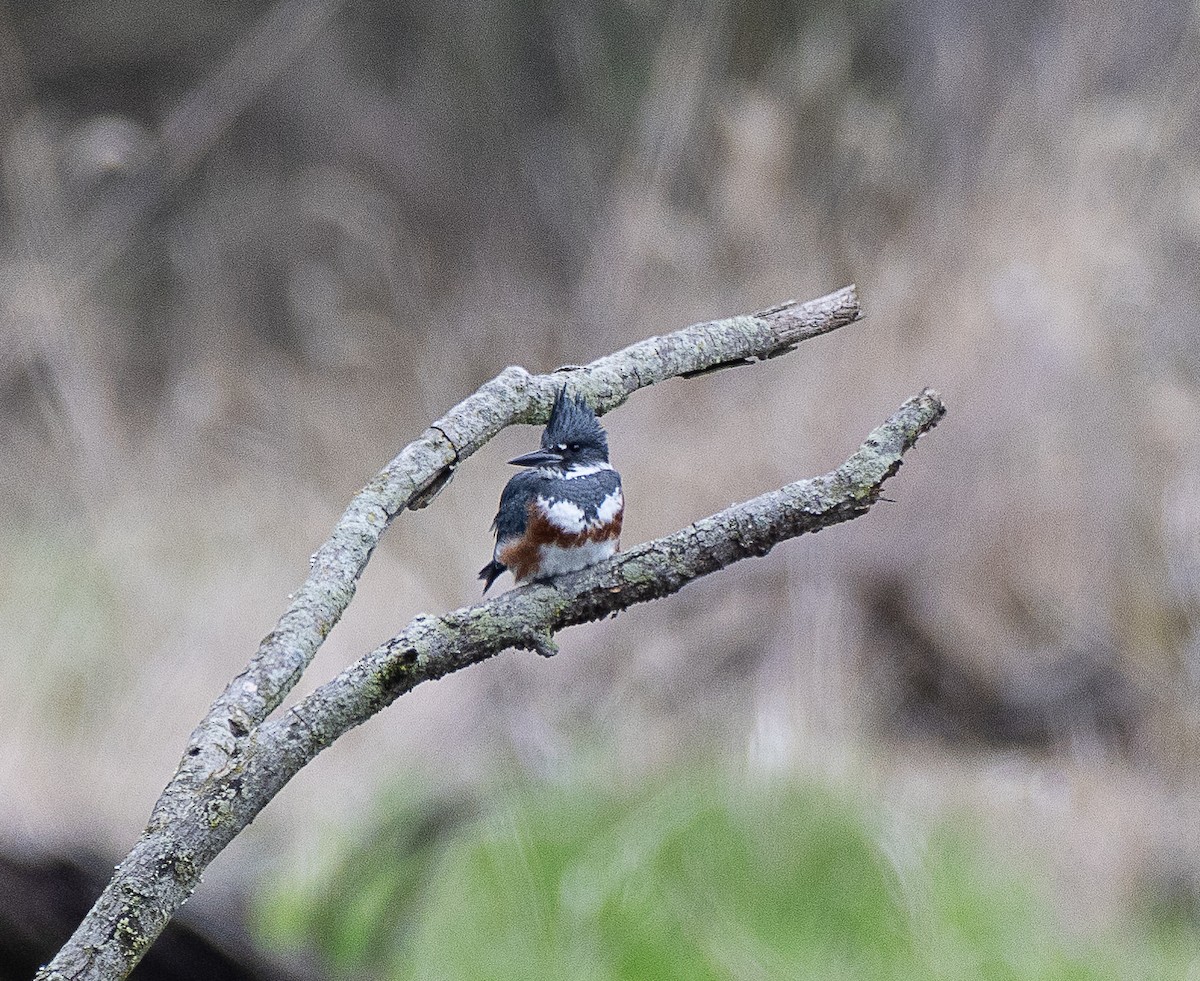 Belted Kingfisher - Tom Younkin