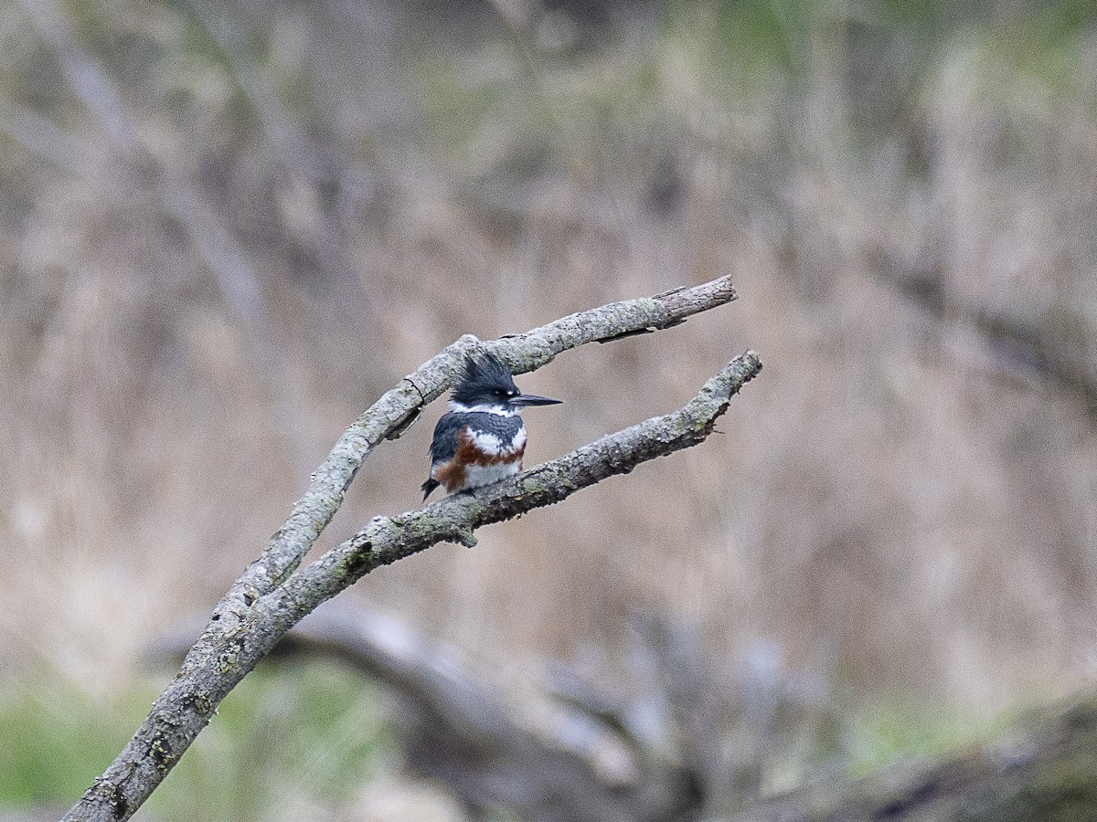 Belted Kingfisher - ML618124972