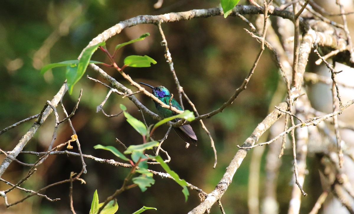 kolibřík zelený - ML618124980