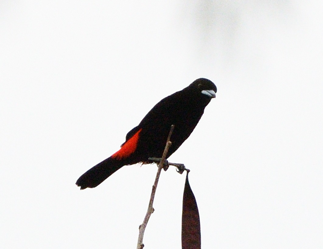 Scarlet-rumped Tanager - ML618125042