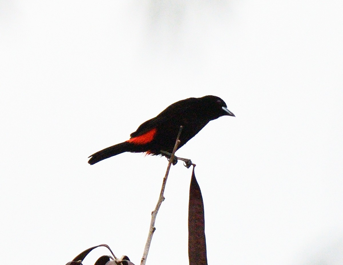 Scarlet-rumped Tanager - ML618125043